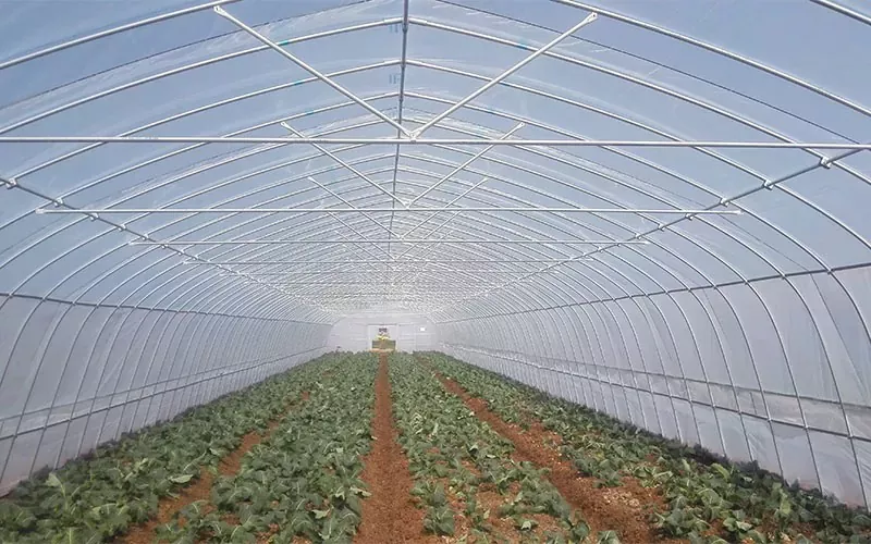 What Makes the Single Tunnel Plastic Film Greenhouse the Best Choice for Modern Farming?