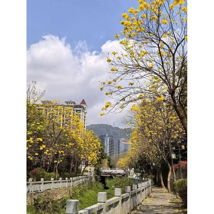 How Does Golden Trumpet Tree Enhance Landscape Beauty and Environmental Value?