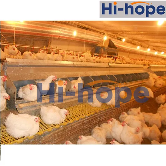 24 Holes Breeder Farm Layer Egg Collecting Nest with Automatic System