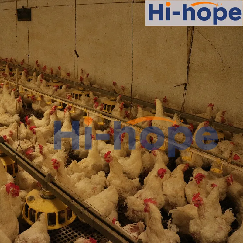 24 Holes Breeder Farm Layer Egg Collecting Nest with Automatic System