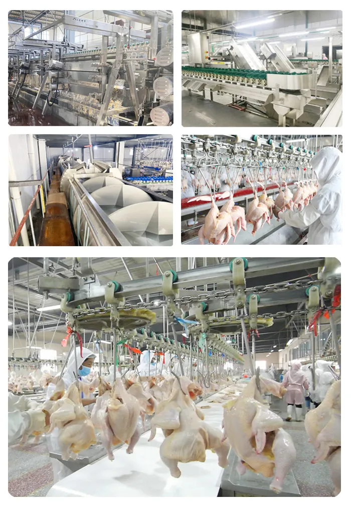 300bph to 10000bph Halal Poultry Automatic Chicken Slaughtering Machine