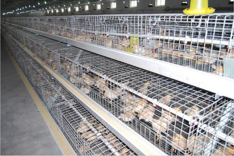 Poul-Tech Automatic Pullet Cage Equipments and Incubators for Poultry Farms