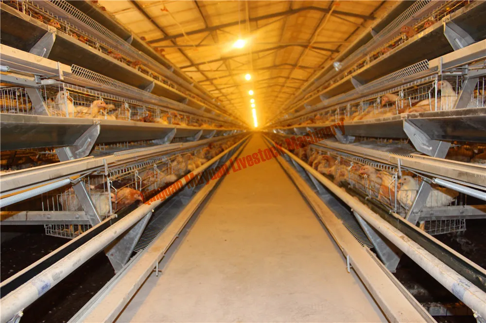 a Type Three-Tier Layer Cage Open House Cage Multi Tier a Poultry Cage Hen Cage Equipment
