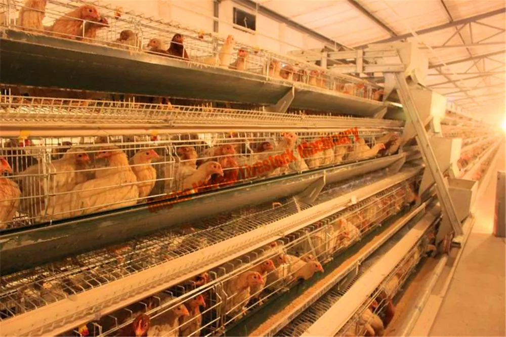 a Type Three-Tier Layer Cage Open House Cage Multi Tier a Poultry Cage Hen Cage Equipment