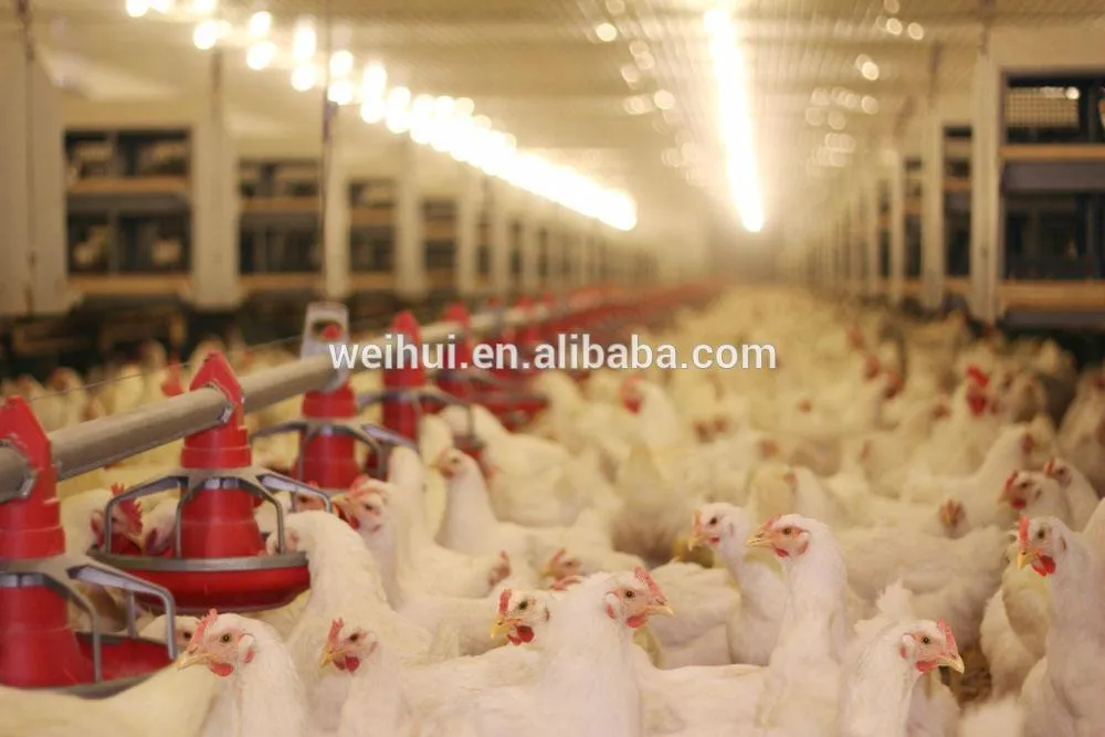 Auger Feed Line System for Chicken Farm Auger for Poultry