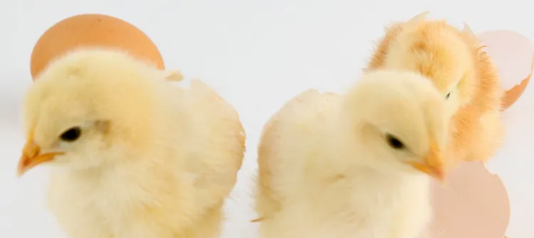 Automatic Cheap Small Incubator Egg Automatic