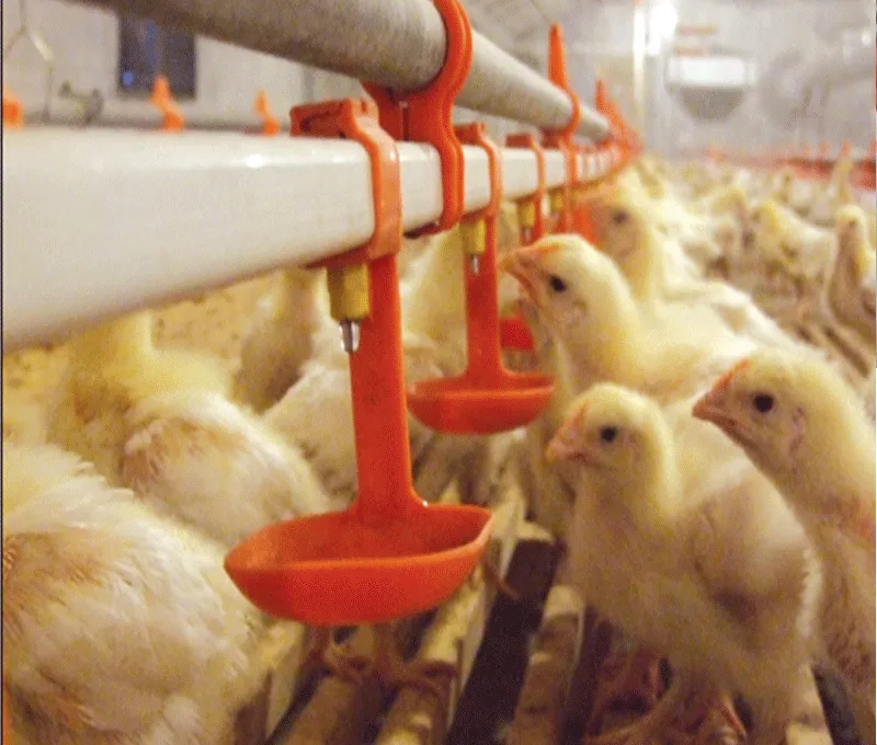 Automatic Chicken Feeder Drinkers for Chicken House Poultry Farm Livestock