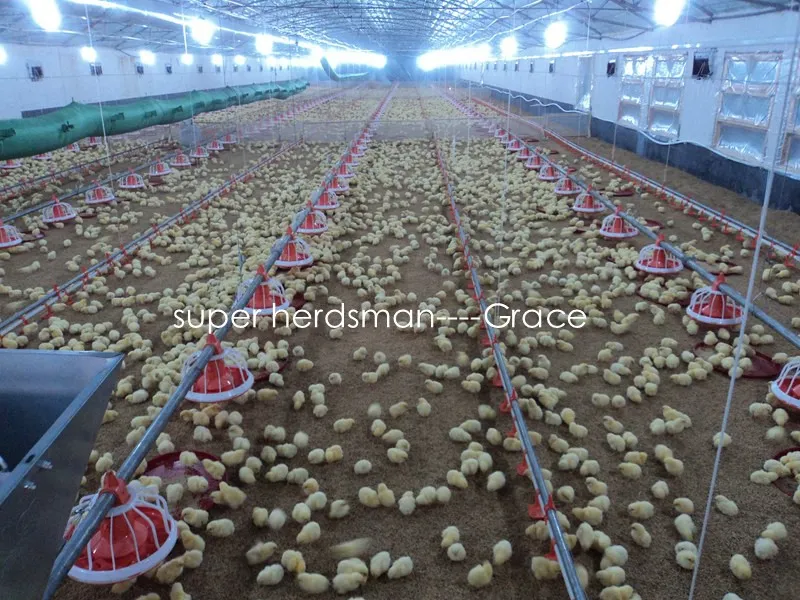 Automatic Chicken Feeders for Broiler Production