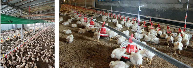 Automatic Poultry Farm Floor Raising Chicken Broiler Breeder Pan Feeder and Drinker System