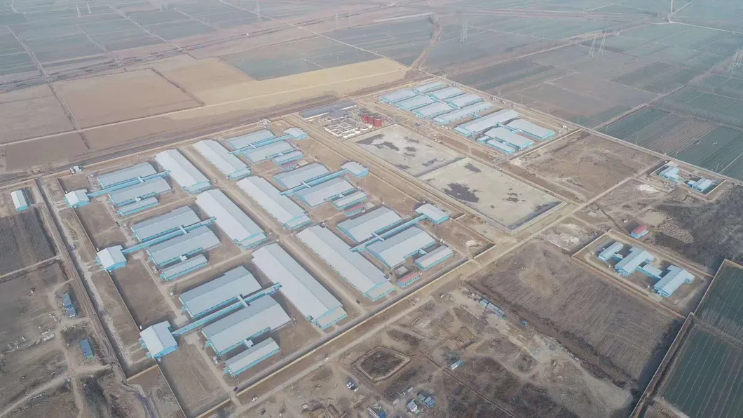 Bch001-Steel Structure Poultry House Integrated Auto- Breeding Equipment Farm, Saving Two Container Ocean Freight