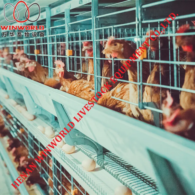 Best Sale Automatic Chicken House Design for Layers Poultry Farm