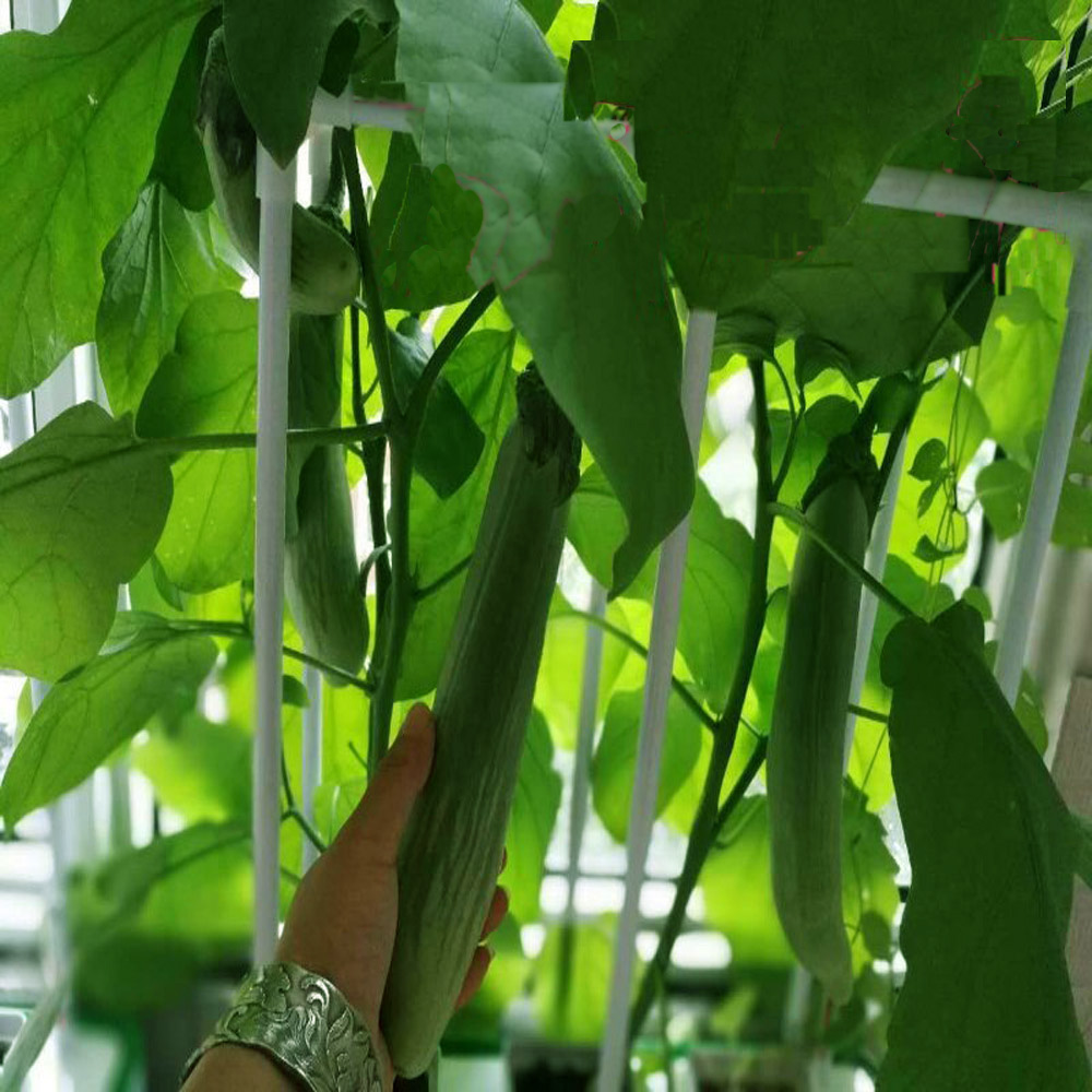 Big Smart Hydroponic Indoor Farm Machinery