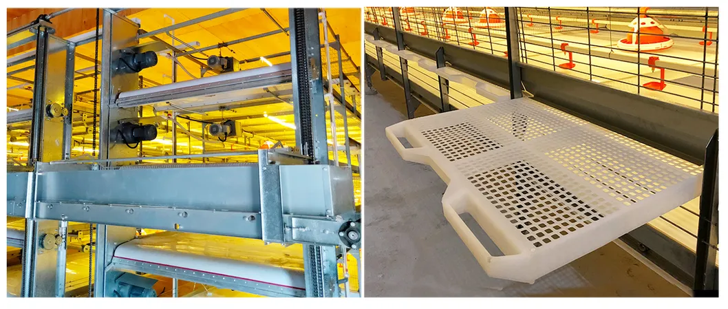 Broiler feeding equipment/automatic broiler feeding system