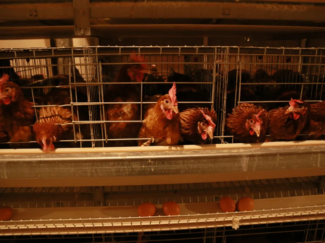 Chiken Wiremesh for Selling Hot