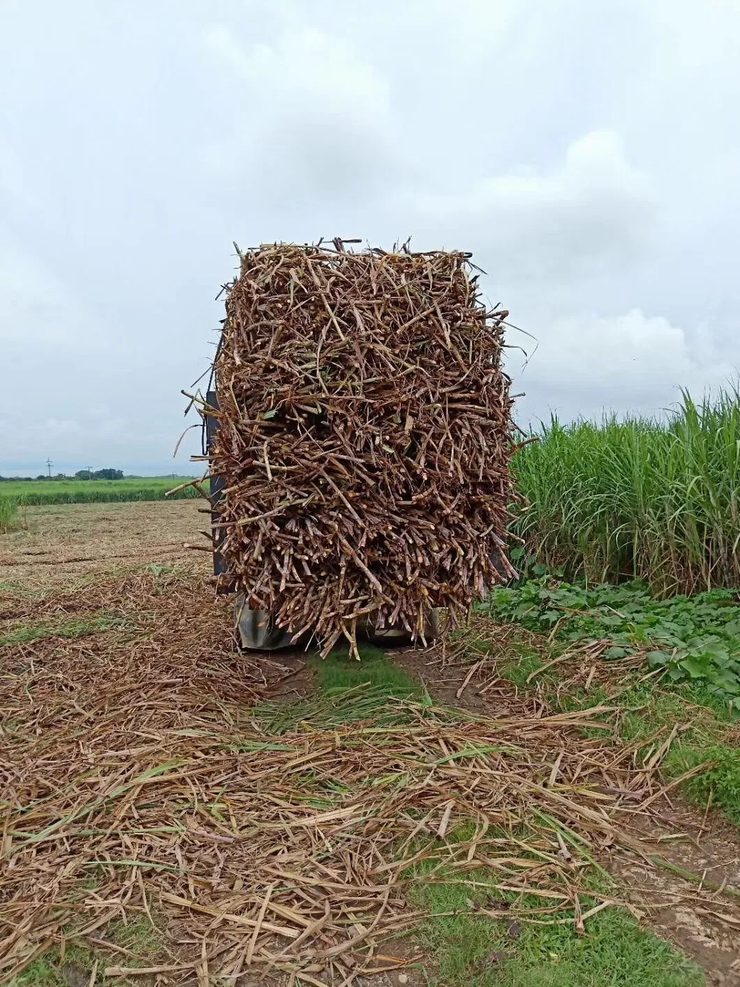 China Factory Directly Sugarcane Harvester for Sale Sugar Cane Harvester