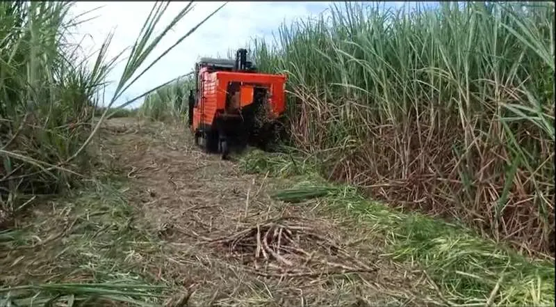 China Factory Directly Sugarcane Harvester for Sale Sugar Cane Harvester
