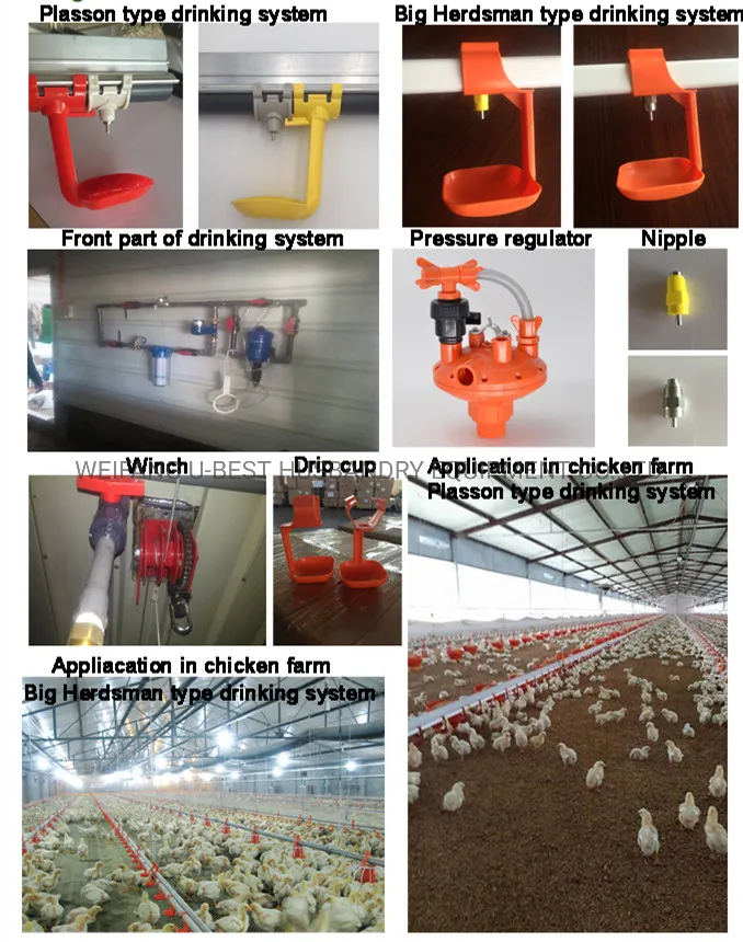 Completely Automatic Used Poultry House Chicken Farming Equipment for Sale