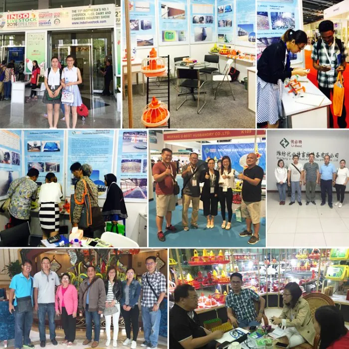 Completely Automatic Used Poultry House Chicken Farming Equipment for Sale