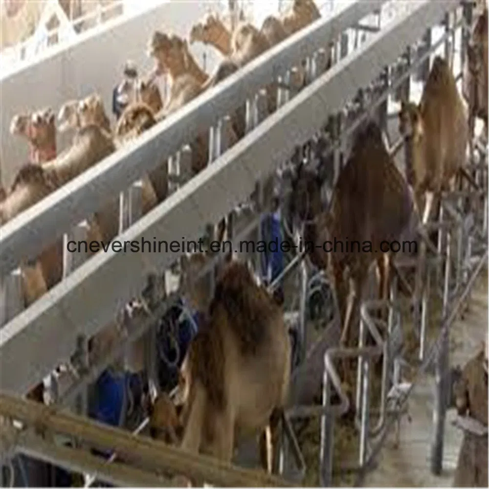 Customized Dependable Farm Machinery Parallel Camel Milking Parlor Manufacturer