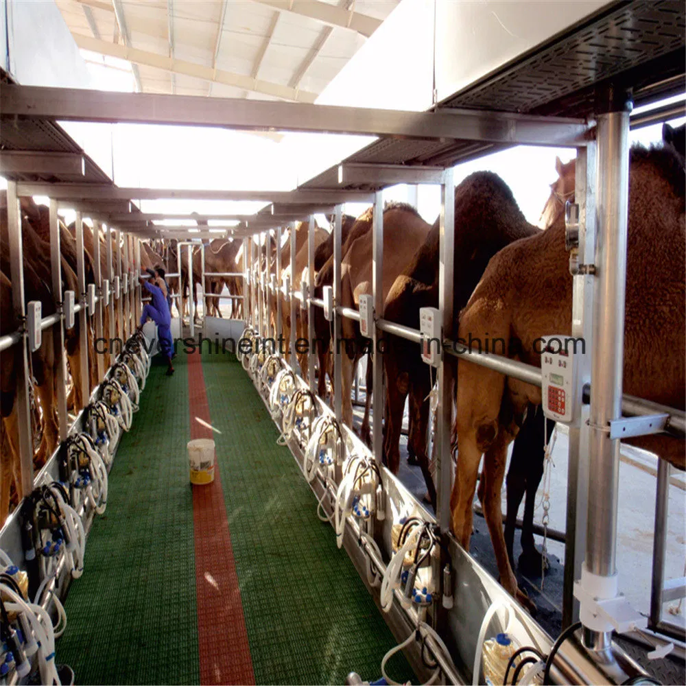 Customized Dependable Farm Machinery Parallel Camel Milking Parlor Manufacturer