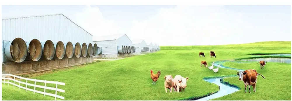 Dar Es Salaam Tanzania Poultry Farm Chicken Layers Battery Cages