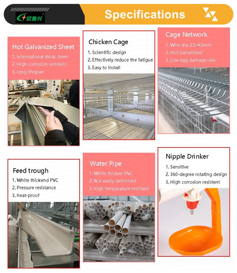 Dar Es Salaam Tanzania Poultry Farm Chicken Layers Battery Cages