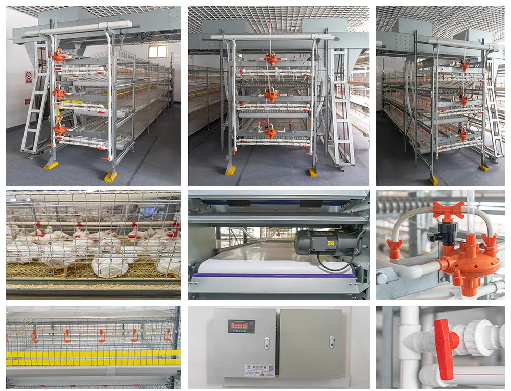 Dar Es Salaam Tanzania Poultry Farm Chicken Layers Battery Cages