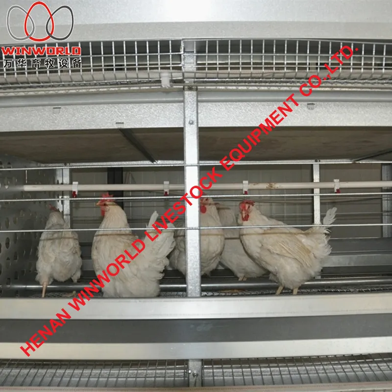 Ethiopia Poultry Farming H Type Male Female Breeder Chicken Cages with 140 Birds with Automatic Feed Machine