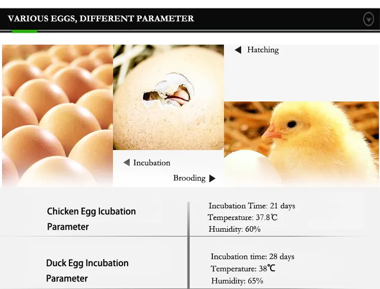 Full Automatic Quail Chicken 1000 Egg Incubators Price Wholesale