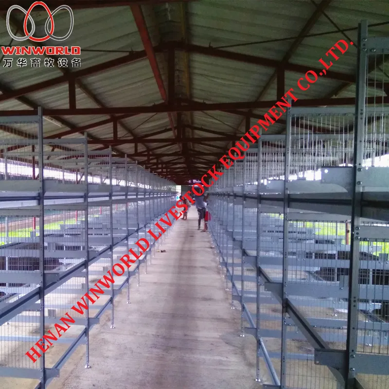 Gambia H Type Battery Chicken Cage & Battery Poultry Cage with 168 Birds for Chicken Shed