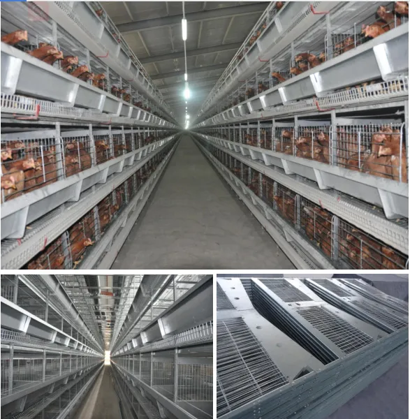 H Frame Battery Chicken Layer Cage Poultry Farm Equipment