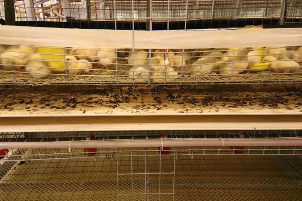H Type Automatic Battery Day Old Layer Chicken Cages Poultry Breeding Equipment