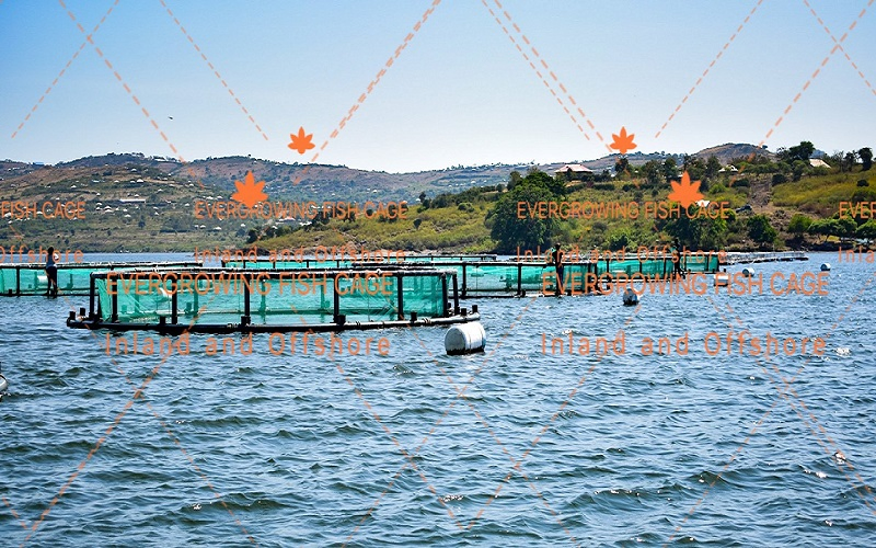 HDPE Net Cage Lake Lagoon Inland Farming Bream Single Circular Aquaculture Fish Cage