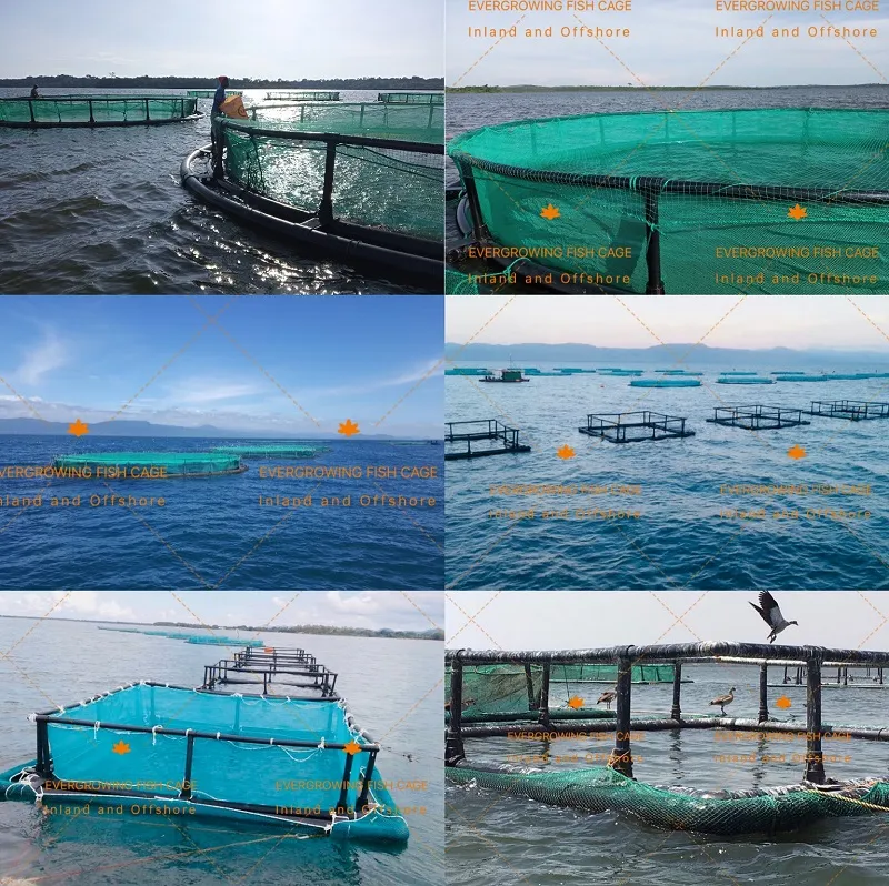HDPE Net Cage Lake Lagoon Inland Farming Bream Single Circular Aquaculture Fish Cage