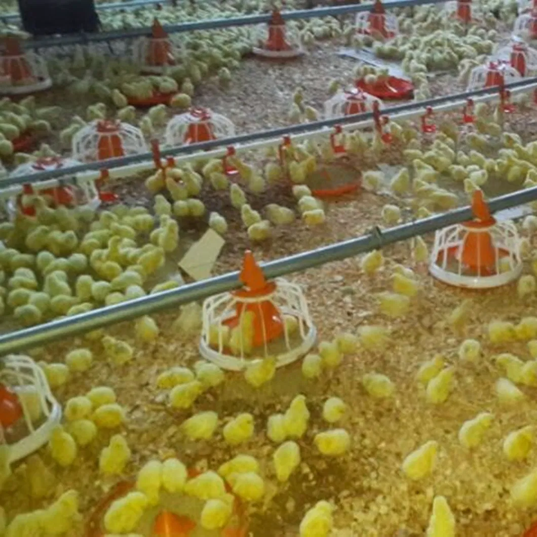 High Quality 4 Holes Chicken Feeding Line Hot Dipped Galvanized Pipe for Poultry House