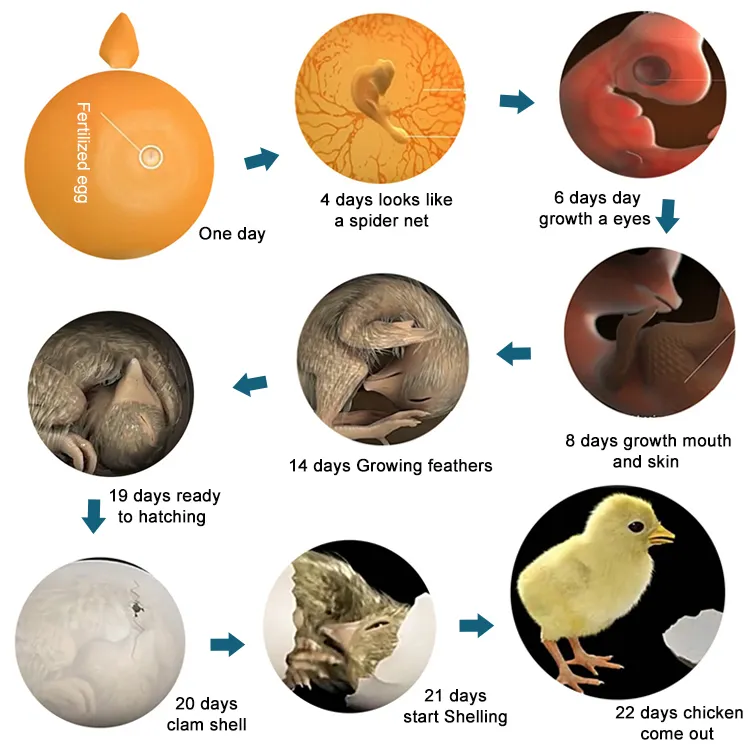 Hot Sale Commercial 5280 PCS Eggs Incubator Machine Incubator Egg Hatching