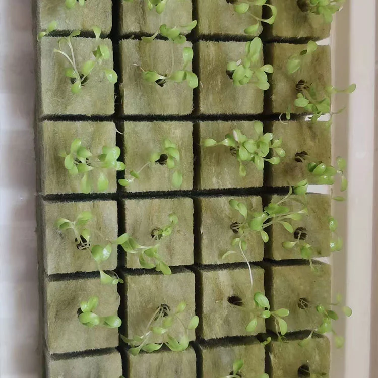 Premium Sphagnum Moss Plant Grow Media