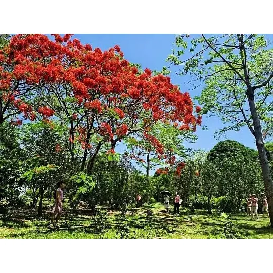 Potted Royal Poinciana Tree