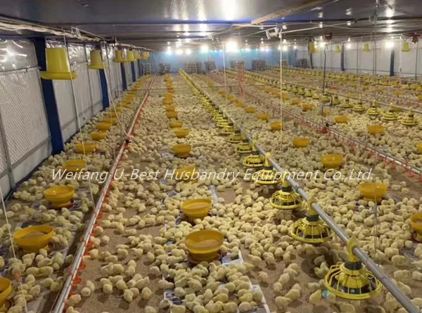 Israel Agrologic Controlled Broiler House Poultry Shed Farm Equipment