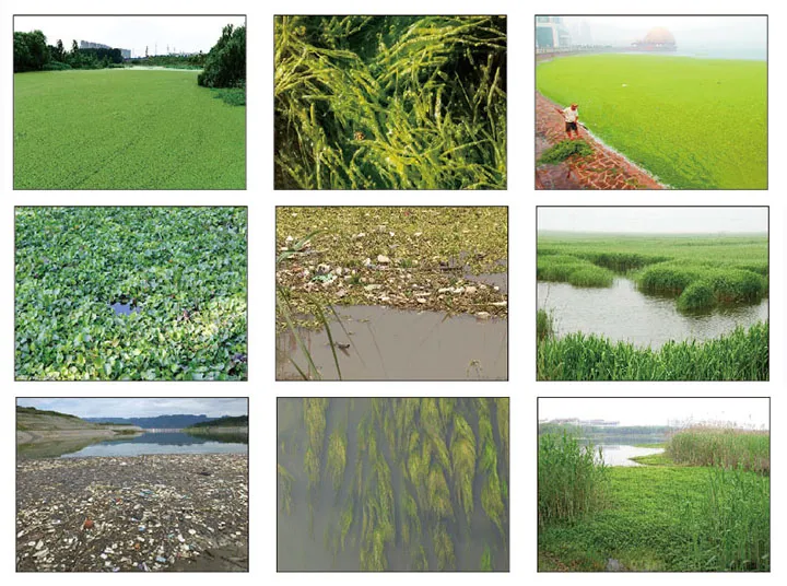 Large Size Aquatic Plant Harvester