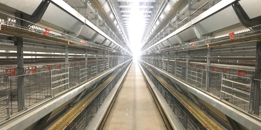 Livestock and Breed Animal Poultry Farm Equipment