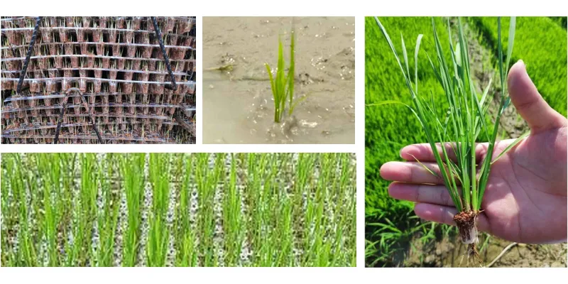 Low Cost Seedling Planting Agriculture Machinery for Multi Variety Rice