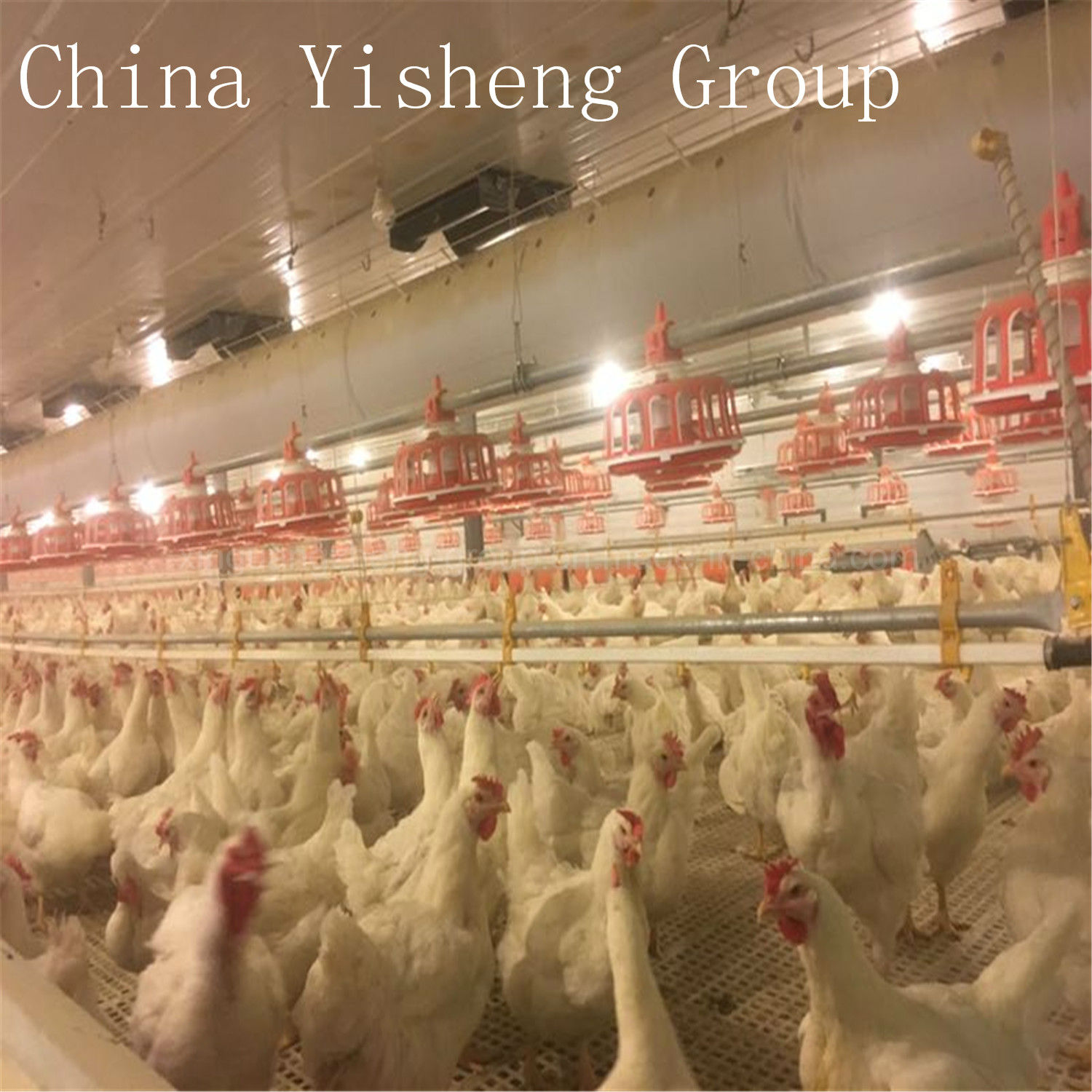 Mature Two High and One Low Feeding Mode, Perfect Equipment for Breeding Breeders