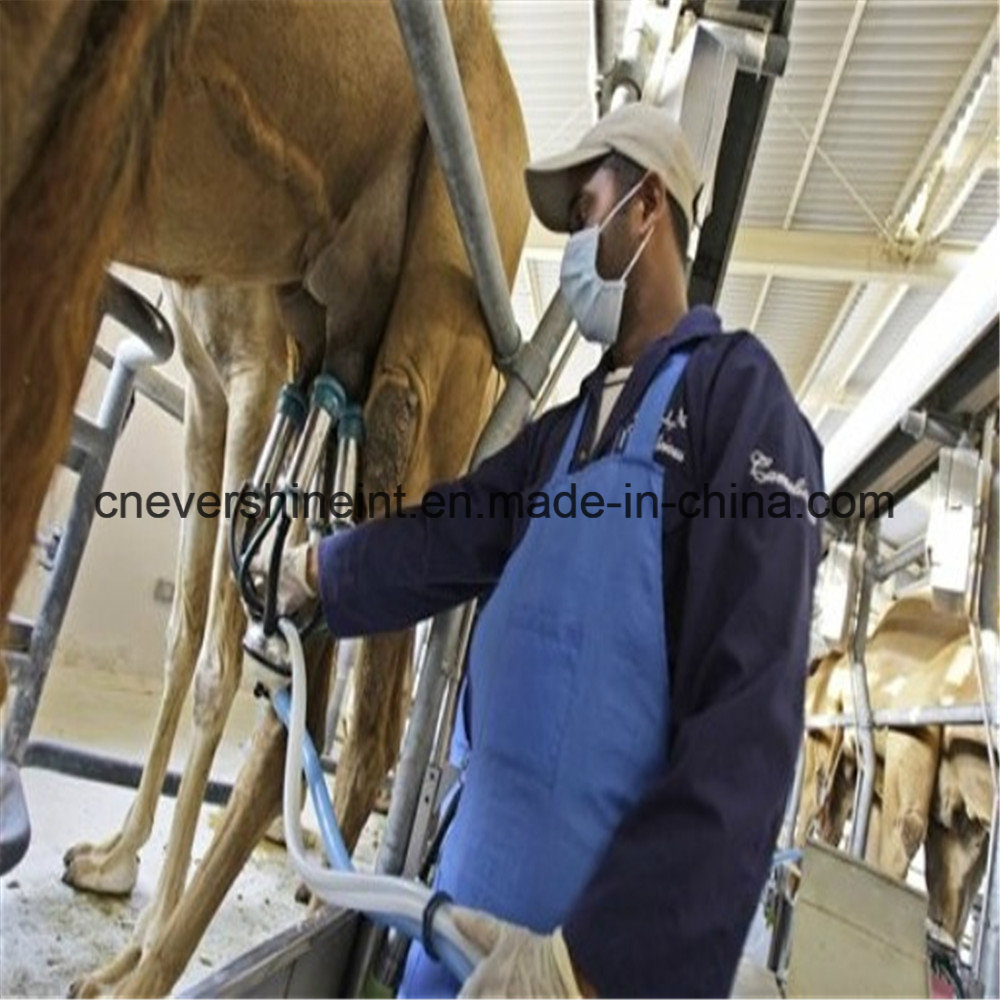 Milking Parlor for Dairy Equipment Camel Milking Machine 24 Seats