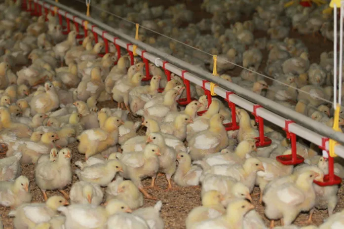 Nipple Drinker Watering Line System for Chicken/Broiler/Layer/Duck