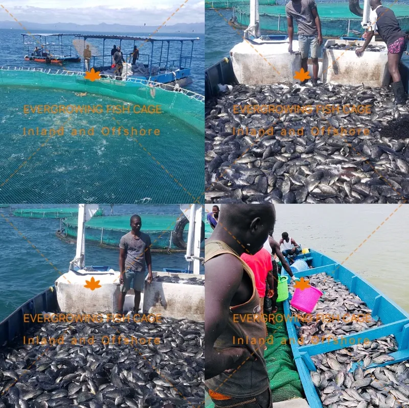 Offshore Seabass Sea Bream Floating Fish Farming Round Fishing Cage