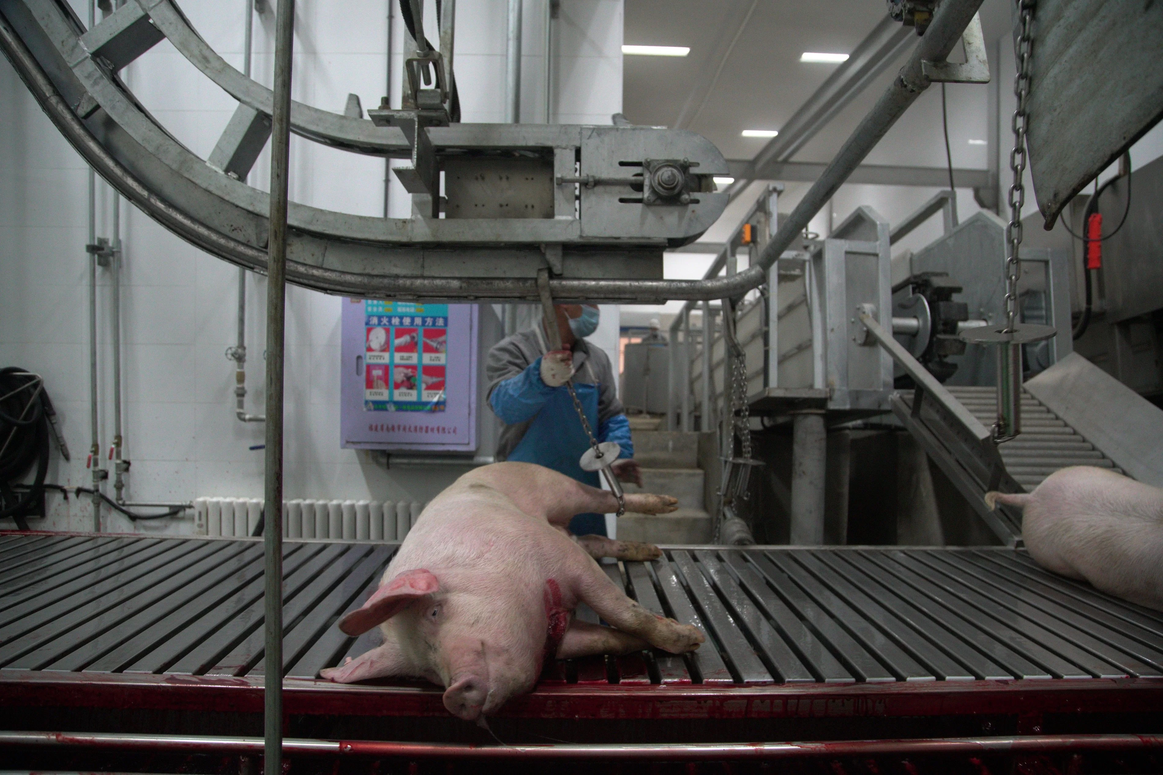 Pig Slaughtering Butcher Machine for Sale