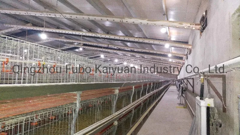 Poultry Cage System/Poultry Farm Equipment for Broiler /Layer/Chicken