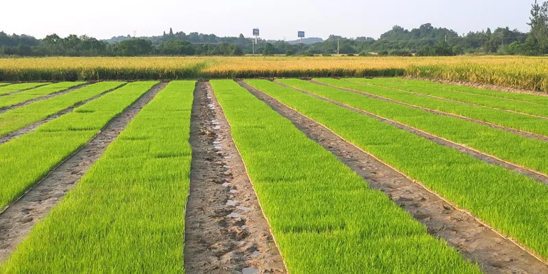 Short Seedling Stage 13 Rows Agricultural Machinery for Throwing Seeds