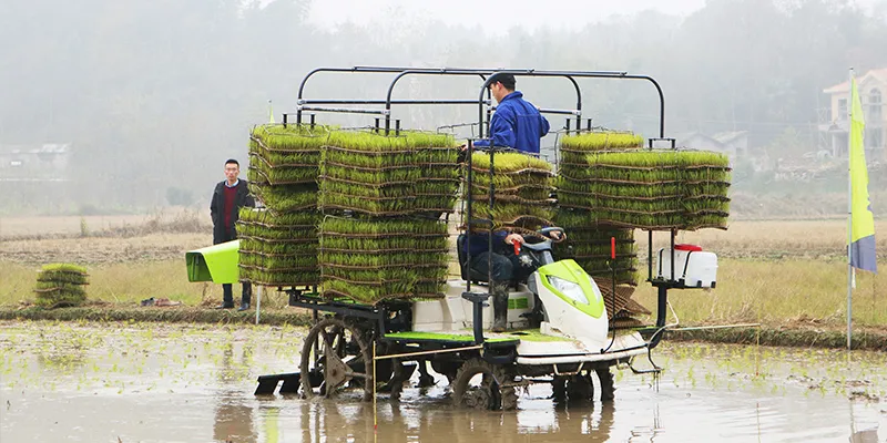 Short Seedling Stage 13 Rows Agricultural Machinery for Throwing Seeds